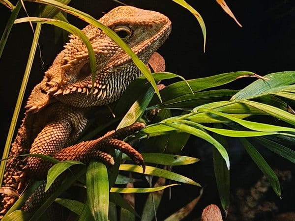 Bearded dragons