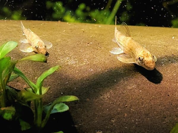 Albino Fish
