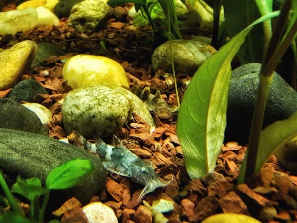Bagarius Catfish