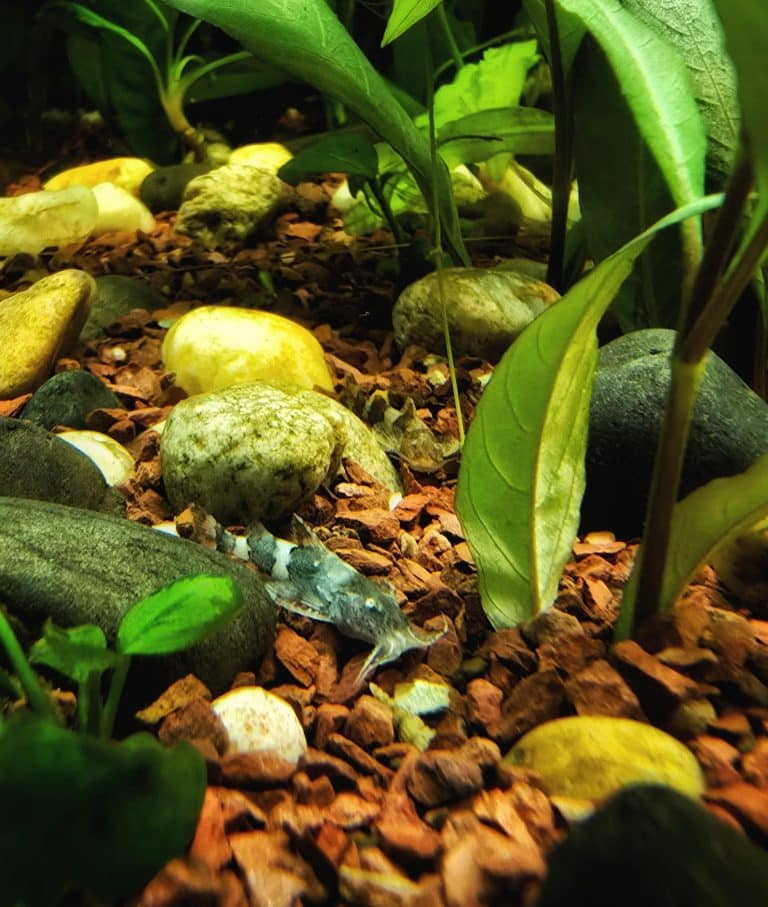 Bagarius Catfish
