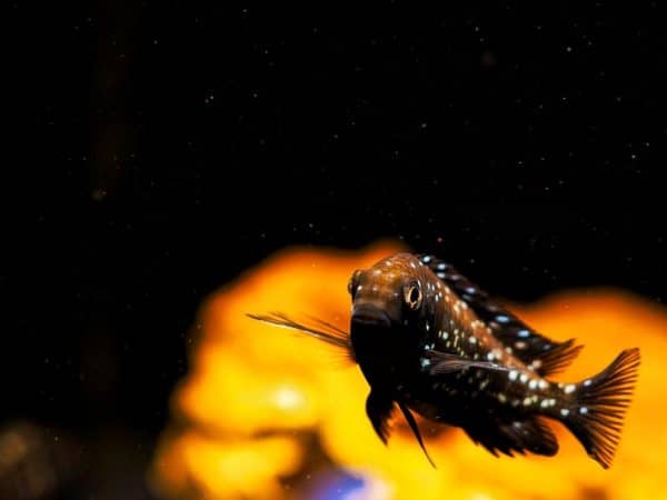 Tropheus Duboisi Cichlid