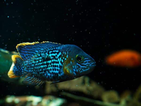 Jack Dempsey Cichlid
