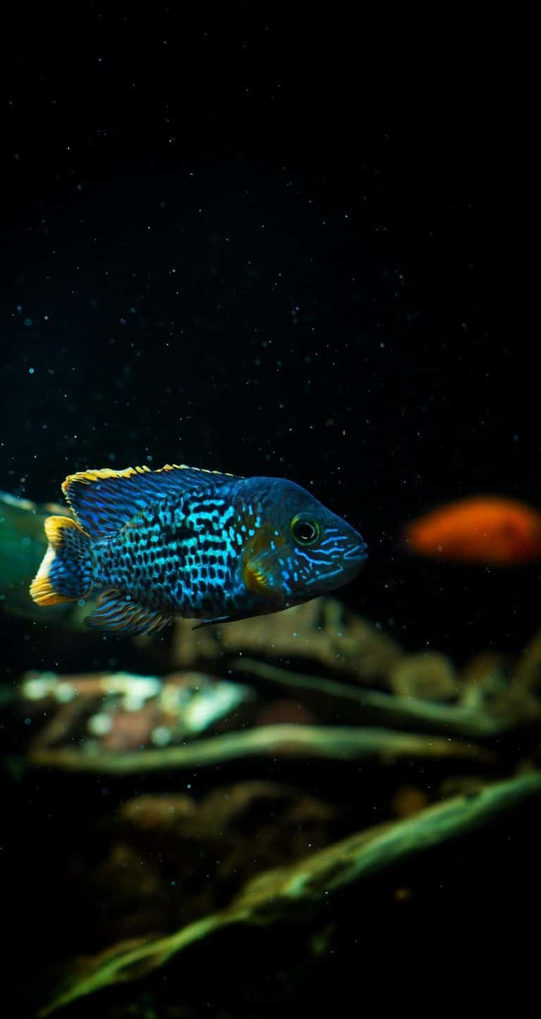 Jack Dempsey Cichlid