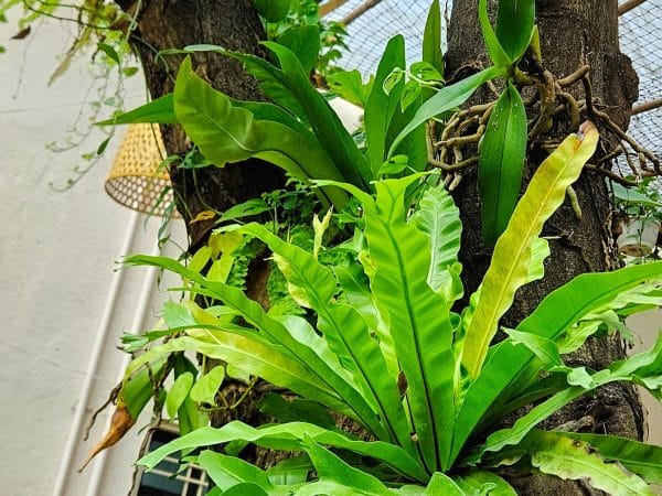 Birds Nest Fern