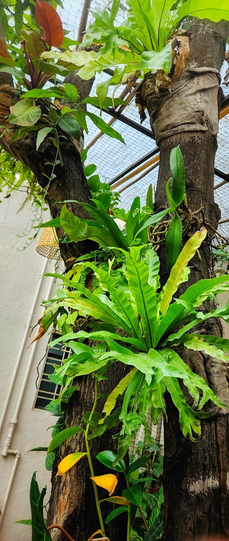 Birds Nest Fern