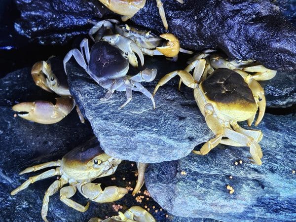 Crabs
