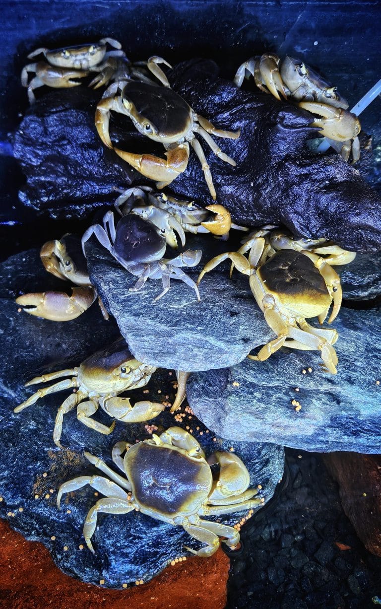 Crabs