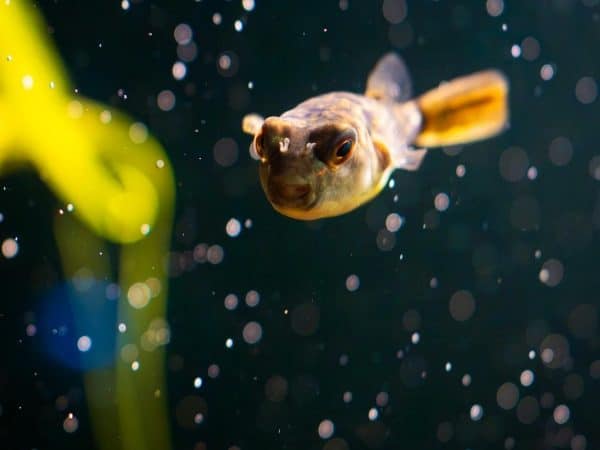 Puffer fishes