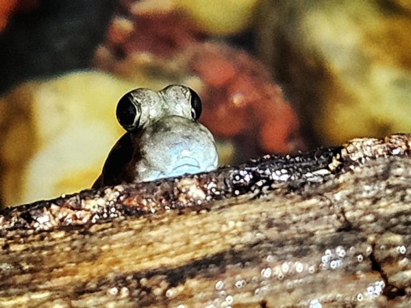 Mudskippers