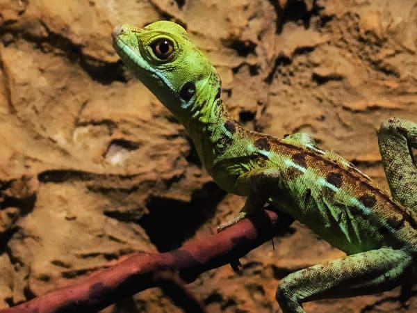 The Basilisk Jesus Lizard 2