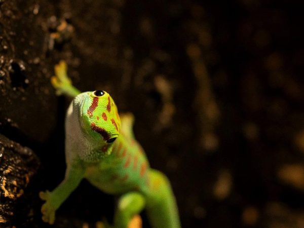 Madagascar Giant Day Gecko
