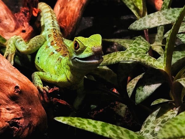 The Basilisk Jesus Lizard