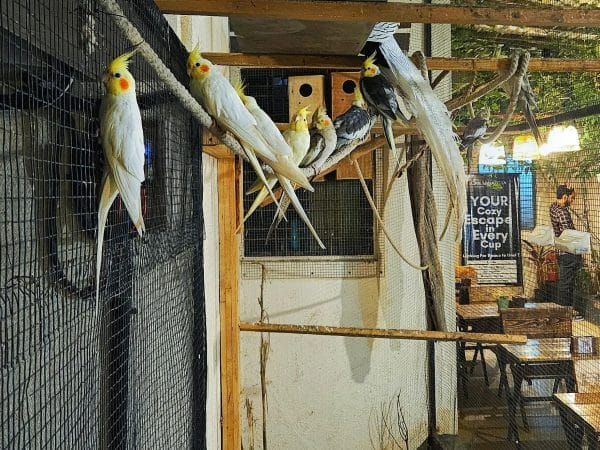 Cockatiel