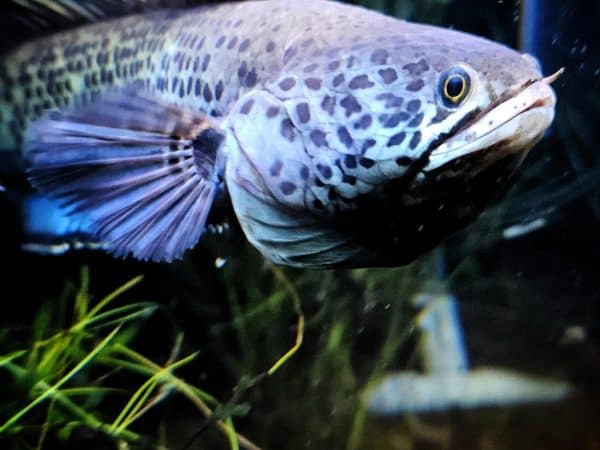Channa Barca Snakehead Fish