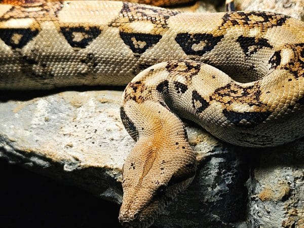 Red Tail Boa