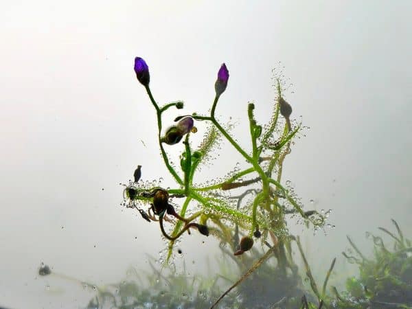 Graminifolia