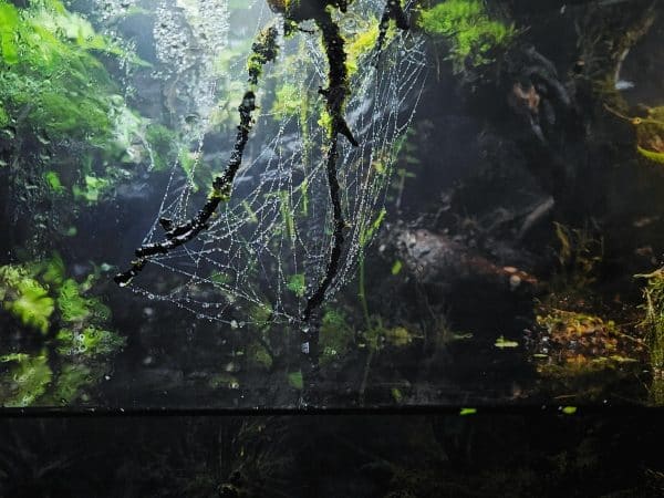Aquascape - Terrarium with a nature Theme