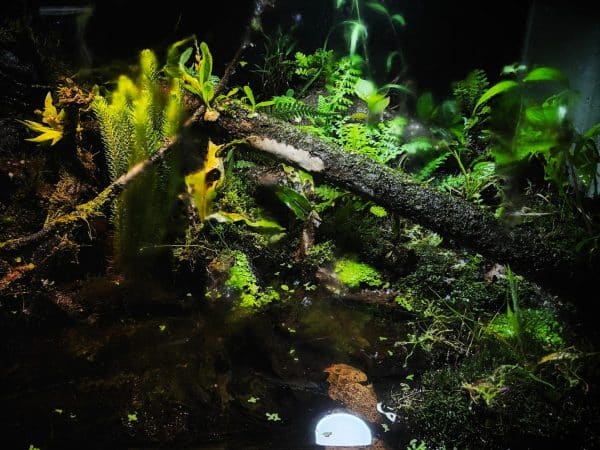 Paludarium / Vivarium
