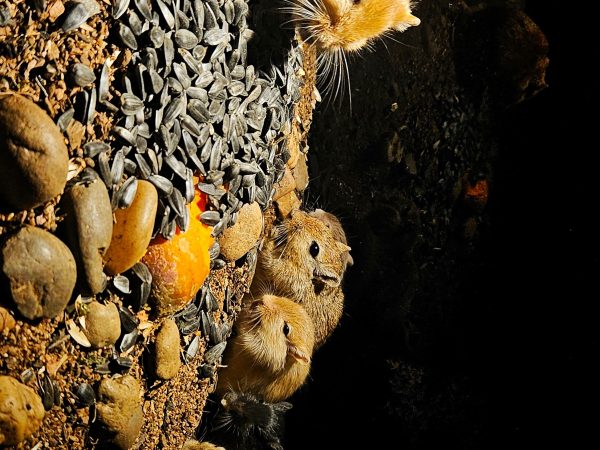 Mongolian gerbil