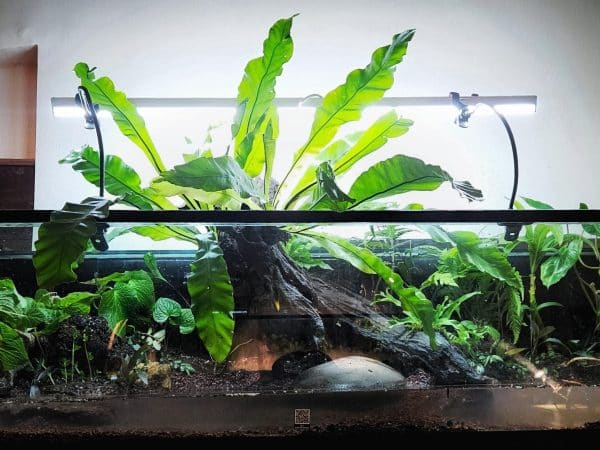 Aquarium (Paludarium)