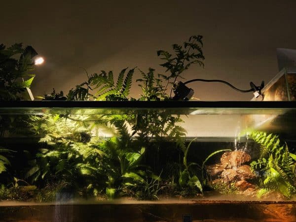 Paludarium & Terrarium