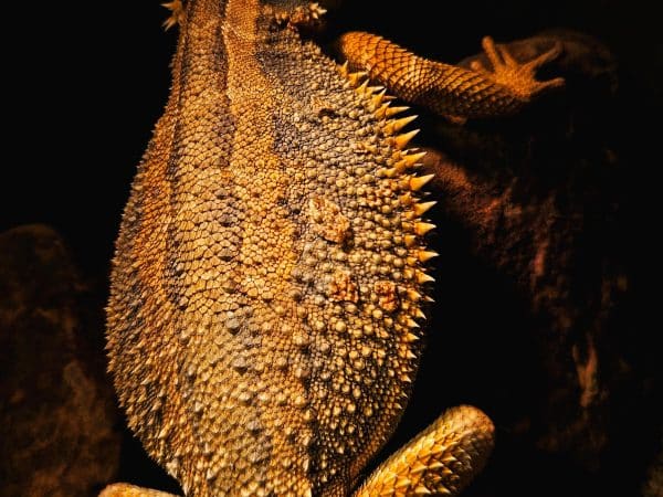 Bearded dragons