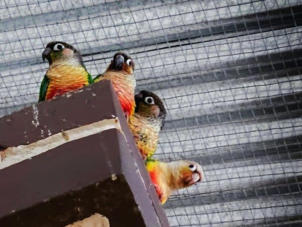 Conures