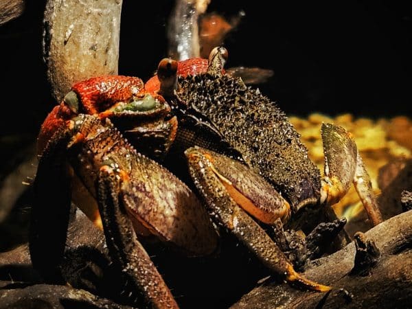 Mangrove Tree Crab,