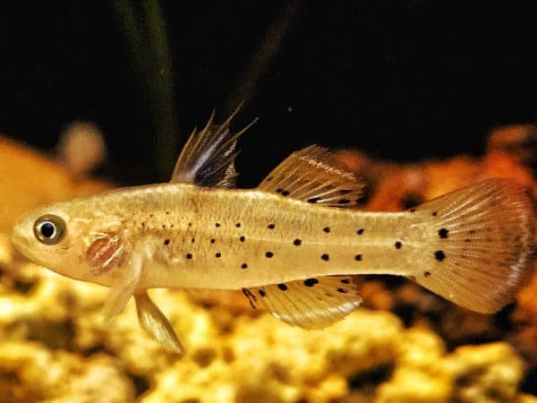 Fishh