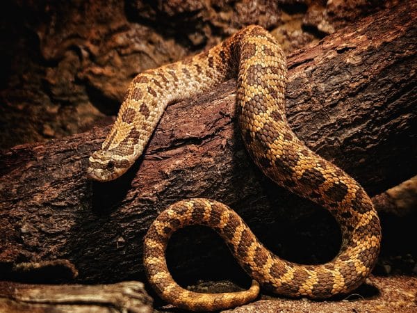 Western hognose snake
