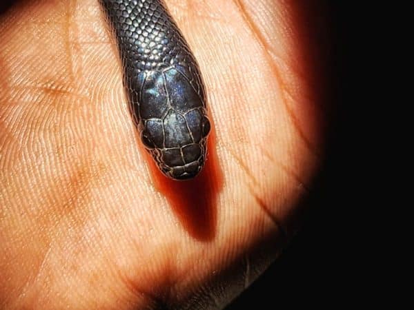 Mexican black kingsnake