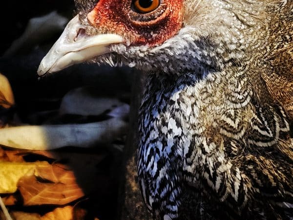 Silver Pheasant
