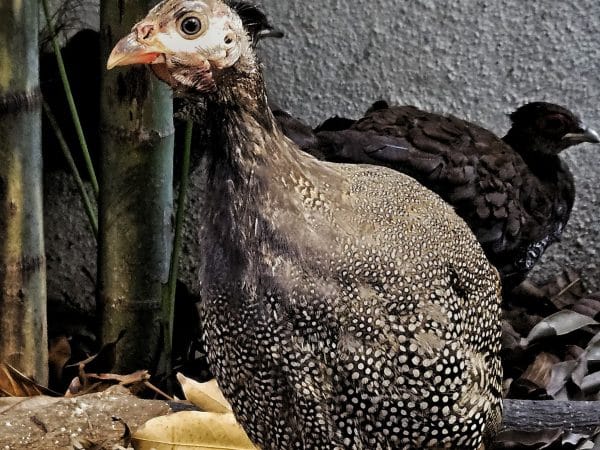 Guinea fowl