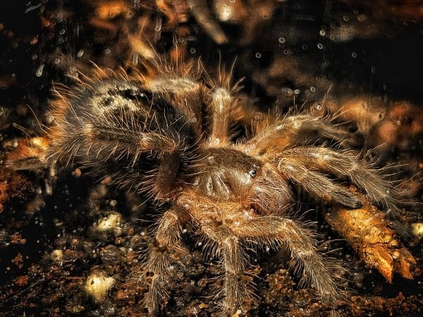 Tarantulas