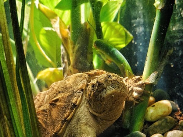 Snapping Turtle