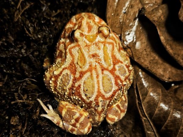 Frog