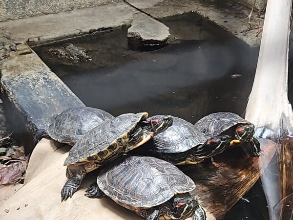 Red-eared slider