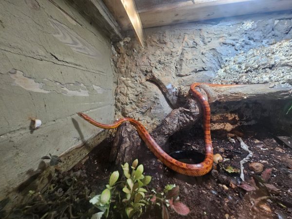 Corn snake